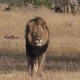 Image for article titled Dipshit Midwestern Dentist Identified As Cecil The Lion's Killer